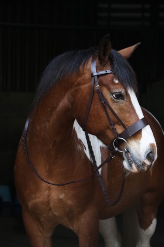 Hunter trense geflochtenes - trense,