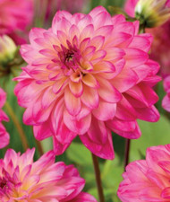 1 Schmuck Dahlien Loe Knolle