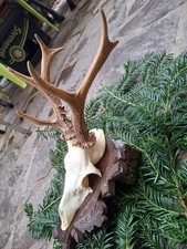 Rehgeweih Abnorm 8 er Bock