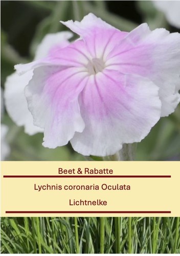 Lychnis coronaria oculata - coronaria,