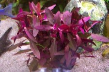 3 Bund Rote Pflanzen Aquarium