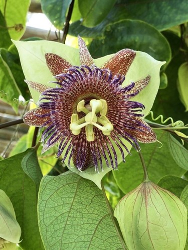 Wilde lila passionsblume - lila,