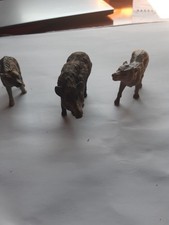 Wildschein ,wolf und Hyjäne