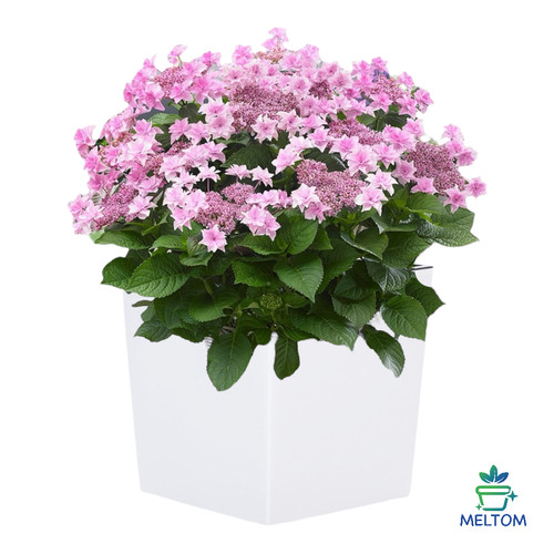 Blumenkübel hochglanz eckig - blumenkübel,