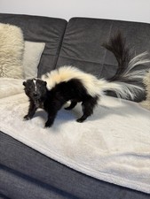 Streifenskunk Stinktier