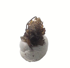 Silber, gediegen Lockensilber auf Baryt xx   Uranus Annaberg Erzgebirge Sachsen