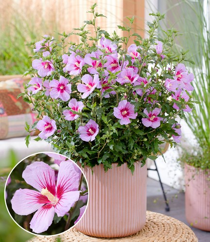 Baldur garten zwerg hibiskus - baldur,