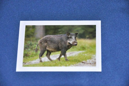 Rewe abenteuer tierwelt - rewe,