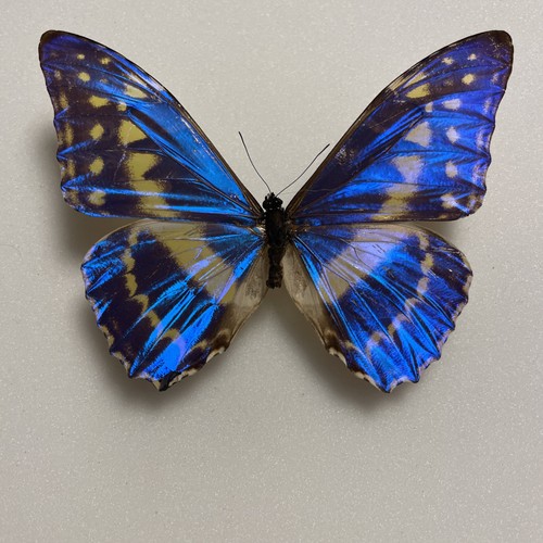 Entomologie morpho cypris - entomologie*morpho,