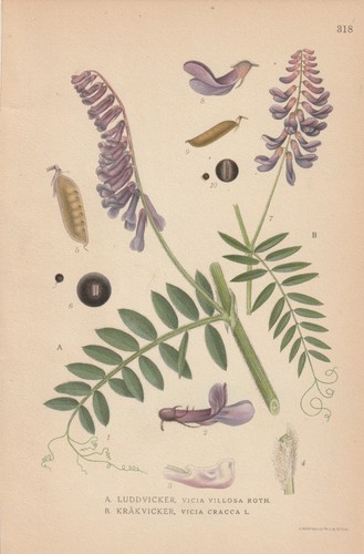 Vogel wicke - (vicia, cracca)
