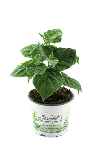 Andenbeere physalis - andenbeere, (physalis
