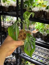 Monstera adansonii indonesia - monstera, 'indonesia