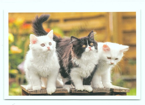 Postkarte katze - 1, 41''