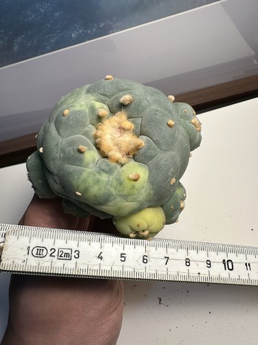 Ariocarpus - , lo