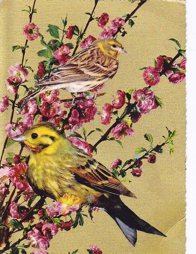 Wildlife goldammer - , &