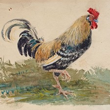 Aquarell Hahn Zoologie