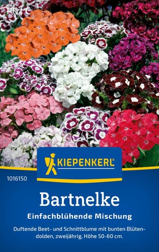 Kiepenkerl bartnelke - kiepenkerl,