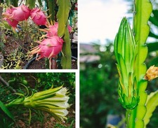 Drachenfrucht  Kletterkaktus