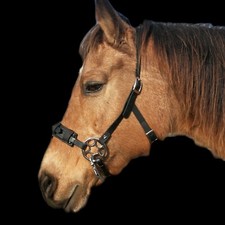 NEU! Hackamore Kopfstück BioThane Ganaschenriemen Glückrad Trense Reiten