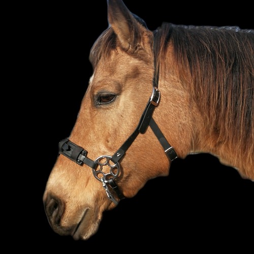 Neu hackamore kopfstück - neu!,