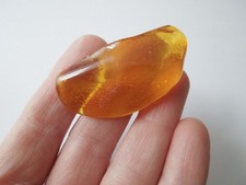 Bernstein Insekt Inkluse Honig