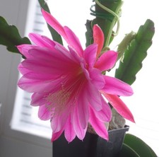 Epiphyllum, Epikaktus