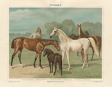 Pferde I Lasttier Stämmig Schweif Vollblut Norfolkpferd Ungarisch SUPER 045