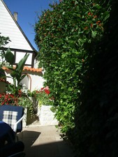 Lebender Sichtschutz, Balkon, Garten, Terrasse:  10 Feuerbohnen