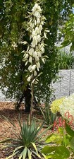Palmlilie (Yucca filamentosa) – winterhart
