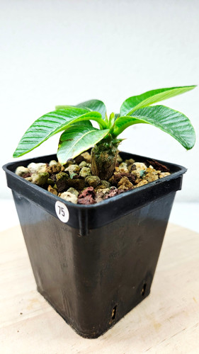 Pachypodium
