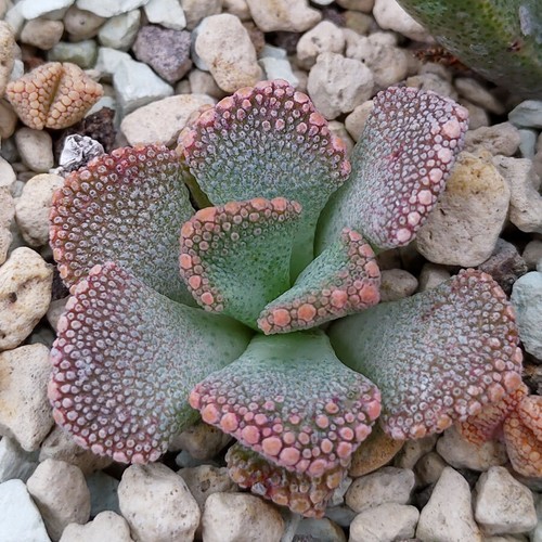 Titanopsis calcarea