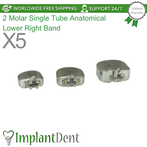 Dental zweiter molar - 5,