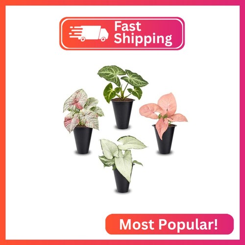 Syngonium plant collection 4 - syngonium,