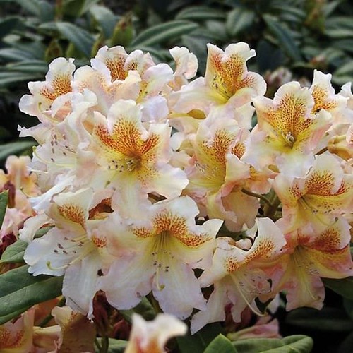 Großblumige rhododendron - großblumige,