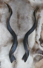 Kudu Antilope Kudu Hörner