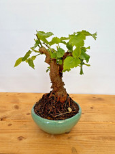 Bonsai maulbeere 5326 laub - maulbeere,