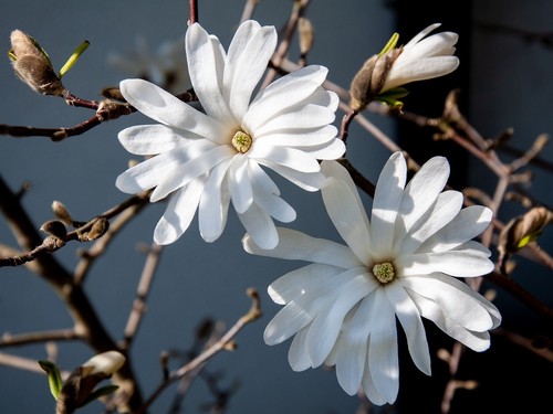 Magnolie stecklinge weiße - magnolie,