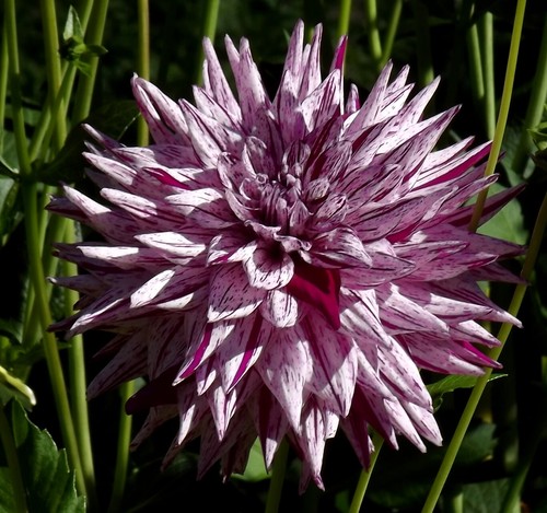 Dahlien - @,