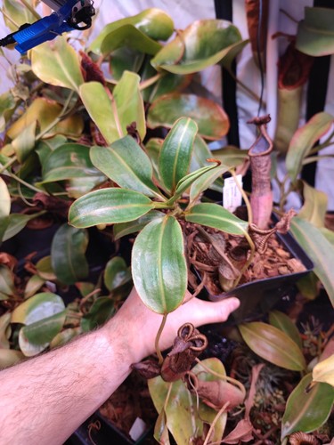 Nepenthes glandulifera - nepenthes,