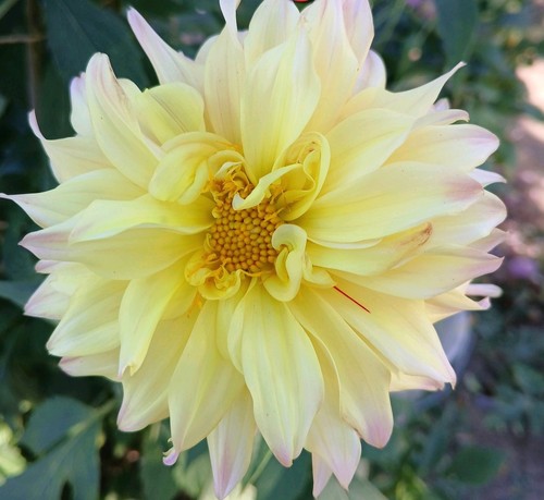 Blumensamen dahlien samen - dahlien,