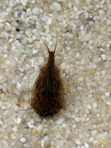 Triops cancriformis - , –