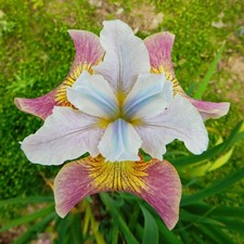 Iris Rhizom winterhart Staude