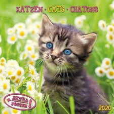 Cats/Katzen 2020 - rar - noch in Folie!!! leichter Knick oben links! Kalender 20