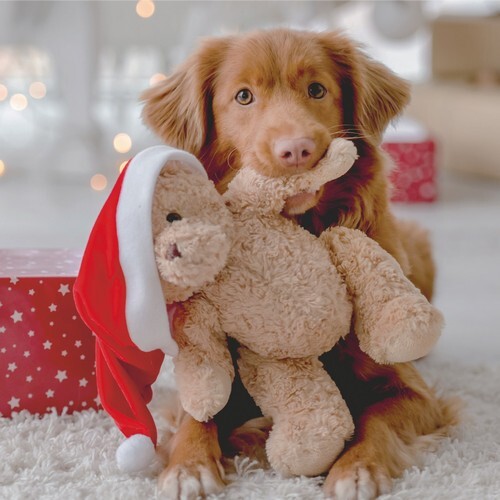 Servietten woof hund - 20,