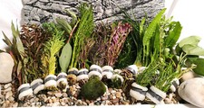 Aquariumpflanzen Set 15 XXL