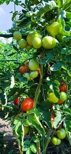 Tomatensamen - DOMINATOR - 10 Samen aus 2025