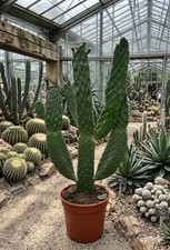 Baumkaktus opuntia consulea - opuntia,