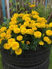 Blumensamen studentenblume - blumensamen,,