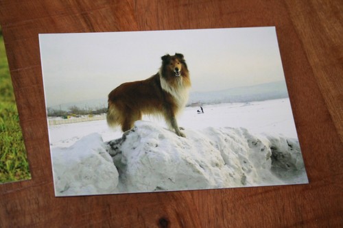 Hunde postkarte von poster - von,