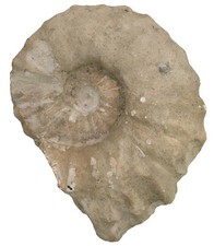 Kreide  Acanthoceras